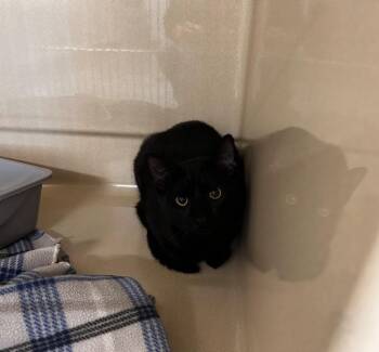 Domestic Short Hair Cats Available for Adoption in Gautier, Mississippi - Expert Electrician | PetCurious