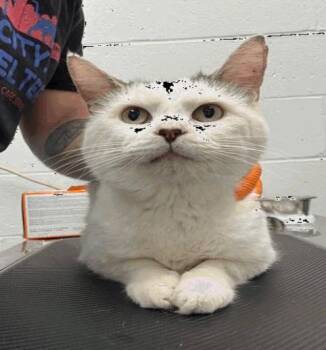 Brows -  Domestic Short Hair Cat for Adoption in Cincinnati, Ohio - Brows | PetCurious