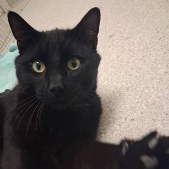 Tim -  Domestic Short Hair Cat Available for Adoption in Murray, Utah - Tim | PetCurious