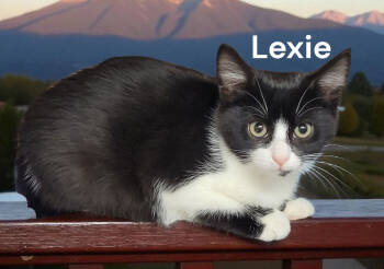 Rescue Domestic Short Hair Cats for Adoption in Weems, Virginia - Lexie | PetCurious