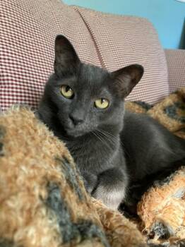 Rescue Domestic Short Hair Cats for Adoption in Ipswich, Massachusetts - Pebbles | PetCurious
