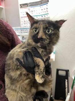 Domestic Short Hair Cats Available for Adoption - Silk | PetCurious