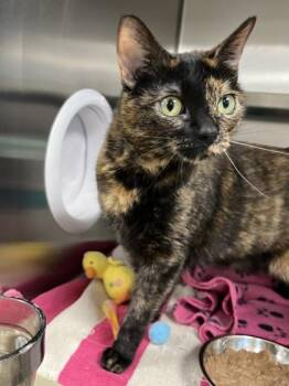 Cocoa -  Domestic Short Hair Cat for Adoption in Memphis, Tennessee - Cocoa | PetCurious