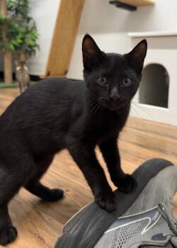 Alfalfa -  Domestic Short Hair Cat for Adoption in Wayland, Michigan - Alfalfa | PetCurious