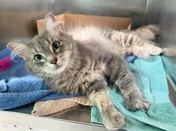 YELLOW -  Domestic Medium Hair Cat for Adoption in Fort Wayne, Indiana - YELLOW | PetCurious