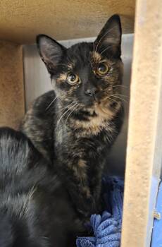 Twix -  Tortoiseshell Cat for Adoption in Millville, Utah - Twix | PetCurious