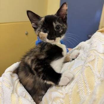 Tawny -  Domestic Short Hair Cat for Adoption in Richmond, Virginia - Tawny | PetCurious