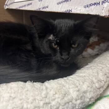 Rosey -  Domestic Medium Hair Cat for Adoption in Lakeland, Florida - Rosey | PetCurious