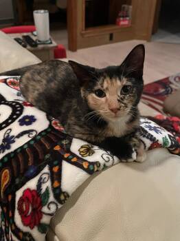 Rescue Calico Cats for Adoption in Garland, Texas - Chex | PetCurious