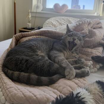Domestic Short Hair Cats Available for Adoption in Philadelphia, Pennsylvania - Mr Chips | PetCurious