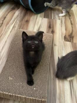 Dahlia -  Domestic Short Hair Cat for Adoption - Dahlia | PetCurious