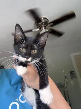 Serenity -  Domestic Short Hair Cat for Adoption in Cumming, Georgia - Serenity | PetCurious