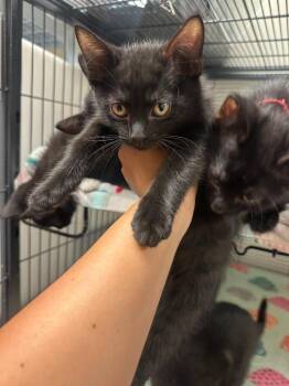 Mileena -  Domestic Short Hair Cat for Adoption in Blountville, Tennessee - Mileena | PetCurious