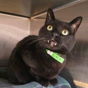 Domestic Short Hair Cats Available for Adoption - Mystical | PetCurious