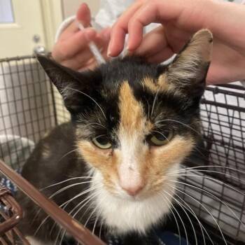 Brown Sugar -  Domestic Short Hair Cat for Adoption in Chicago, Illinois - Brown Sugar | PetCurious