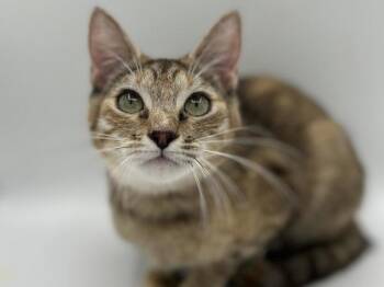 Wendy -  Domestic Short Hair Cat for Adoption in Portland, Oregon - Wendy | PetCurious