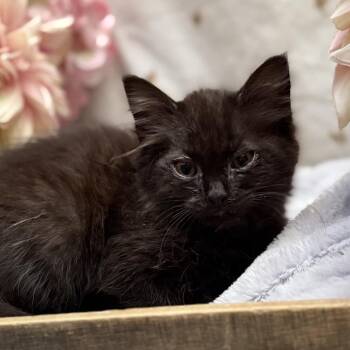 Ghoul -  Domestic Long Hair Cat for Adoption in Newberg, Oregon - Ghoul | PetCurious