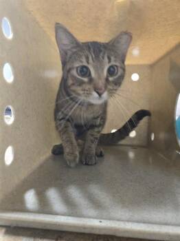 BALLERINA -  Domestic Short Hair Cat for Adoption in Tallahassee, Florida - BALLERINA | PetCurious