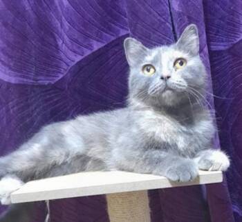 Rescue British Shorthair Cats for Adoption in Madison, Wisconsin - HAZEL | PetCurious