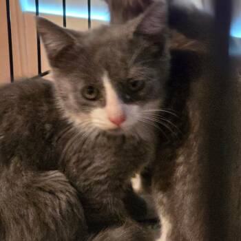 Domestic Medium Hair Cats Available for Adoption in Austin, Texas - Randy | PetCurious