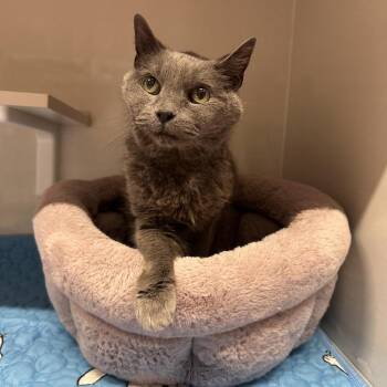 Domestic Short Hair Cats Available for Adoption in South Elgin, Illinois - Banana | PetCurious
