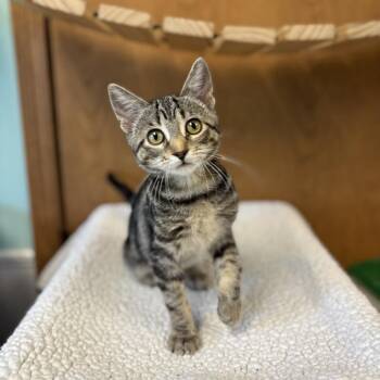 Kinsley--In Foster -  Domestic Short Hair Cat for Adoption in Fargo, North Dakota - Kinsley--In Foster | PetCurious
