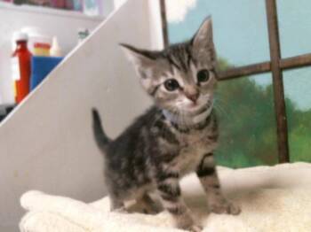 Domestic Short Hair Cats Available for Adoption in Houston, Texas - NIKKI SIX | PetCurious