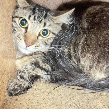 Lightning -  Domestic Medium Hair Cat for Adoption in Philadelphia, Pennsylvania - Lightning | PetCurious