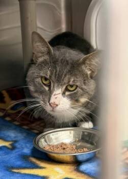 Hatter -  Domestic Short Hair Cat for Adoption in Webster, Massachusetts - Hatter | PetCurious