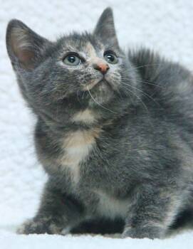 Domestic Short Hair Cats Available for Adoption - Bronte | PetCurious
