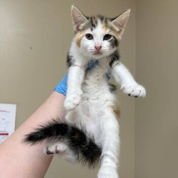 Domestic Short Hair Cats Available for Adoption in Birmingham, Alabama - Luxe | PetCurious