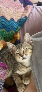 Domestic Short Hair Cats Available for Adoption in San Diego, California - Lola | PetCurious