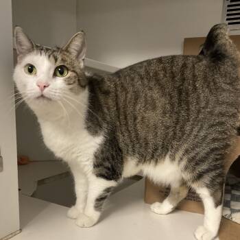 Rescue Domestic Short Hair Cats for Adoption - Boop | PetCurious