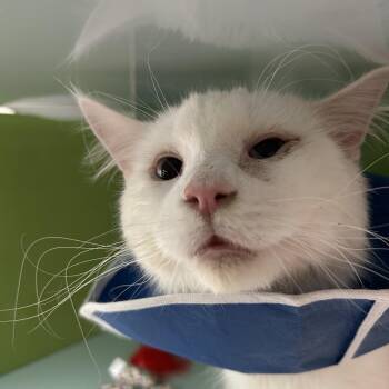 Domestic Long Hair Cats Available for Adoption in Reno, Nevada - Marshmellow | PetCurious