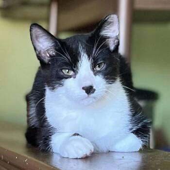 Doctor Sox (Dr. Sox) -  Domestic Short Hair Cat for Adoption - Doctor Sox (Dr. Sox) | PetCurious