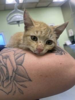 Rescue Domestic Short Hair Cats for Adoption in Longview, Texas - Oui Oui | PetCurious