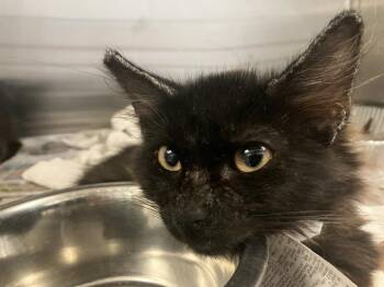 STOVER -  Domestic Medium Hair Cat for Adoption in Tustin, California - STOVER | PetCurious