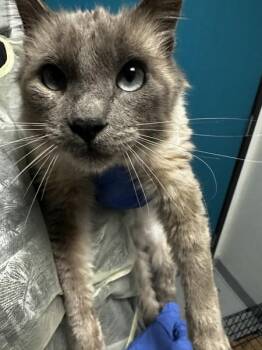 Siamese and Domestic Medium Hair Cats Available for Adoption - Malina | PetCurious