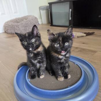 Domestic Short Hair Cats Available for Adoption in Cumming, Georgia - Robin | PetCurious