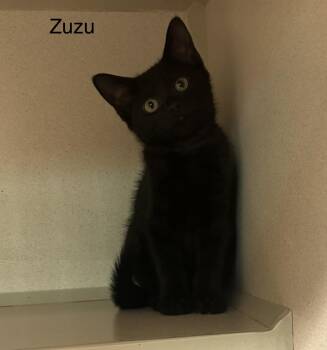 Zuzu -  Domestic Short Hair Cat for Adoption in Ulster, Pennsylvania - Zuzu | PetCurious