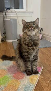 Rescue Domestic Long Hair Cats for Adoption in Port Chester, New York - Hershey | PetCurious