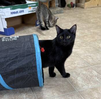 Domestic Short Hair Cats Available for Adoption in Toledo, Ohio - Adam | PetCurious