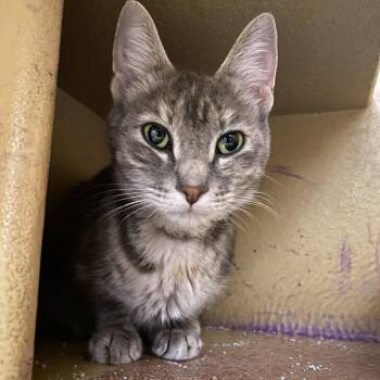 Domestic Short Hair Cats Available for Adoption in Spokane, Washington - Frost | PetCurious