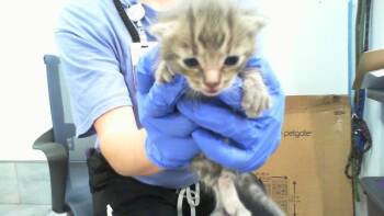 HARRY KIM -  Domestic Short Hair Cat for Adoption in Charlotte, North Carolina - HARRY KIM | PetCurious