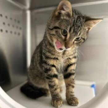 Rescue Domestic Short Hair Cats for Adoption in Bowie, Maryland - Eaglet | PetCurious
