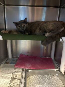 26-0522 "Amiri" -  Domestic Short Hair Cat for Adoption in Leavenworth, Kansas - 26-0522 "Amiri" | PetCurious