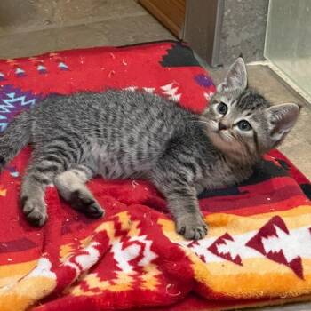 Turnip -  Domestic Short Hair Cat for Adoption in Las Cruces, New Mexico - Turnip | PetCurious