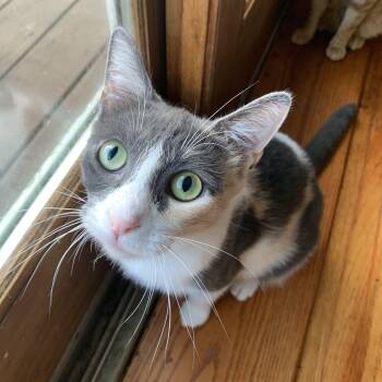 Rescue Domestic Short Hair Cats for Adoption in Buffalo, New York - Ivy | PetCurious