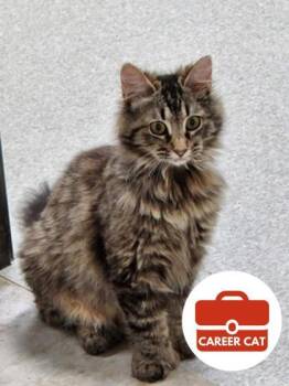 Domestic Long Hair and Domestic Short Hair Cats Available for Adoption in Roseville, California - Hayley | PetCurious
