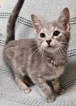Domestic Short Hair Cats Available for Adoption - Arrietty | PetCurious